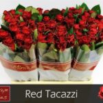 Red Tacazzi 60cm