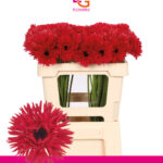 Ge Mi Punki Arthur 50cm