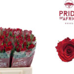 Red Calypso 40cm (testa piccola)