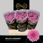 Chr San Miller Lavender 55cm