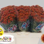 Chr San Mad Orange Tyolo 55cm