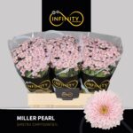 Chr San Miller Pearl 55cm