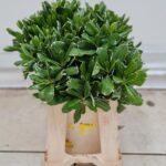 Pitosforo variegato 40cm