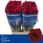 Explorer 70cm (Ecuador 20steli)