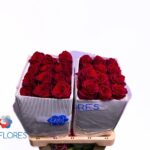 Explorer 70cm (25steli)