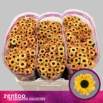 Chr San Yin Yang Golden 55cm