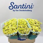 Chr San Maverick lime 55cm