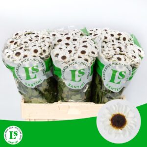 Chr San Patrese White 55cm