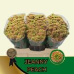 Chr San Aaa Jeanny Peach 55cm