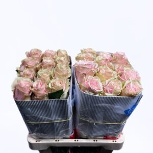 Pink Mondial 60cm (Ecuador)