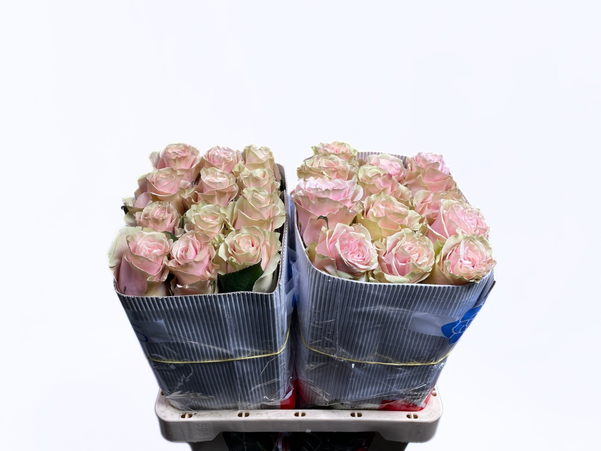 R gr Pim 60cm-5291499