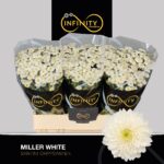 Chr San Miller White 55cm