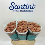 Chr San Kindly Salmon 55cm