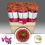 Chr San aaa doria Cherry 55cm