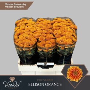 Chr San Ellison orange  55cm