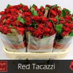 Red Tacazzi 70cm