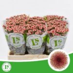 Chr San Calimero Salmon 55cm