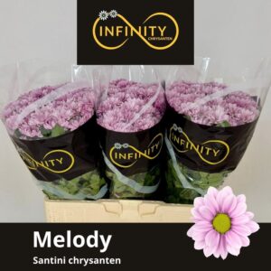 Chr San Melody 55cm