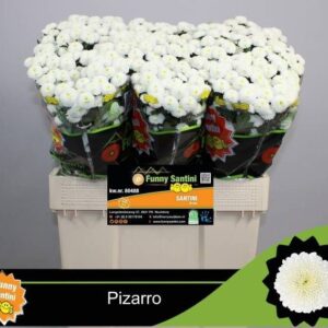 Chr San Pizarro 55cm