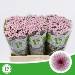 Chr San Calimero Pink 55cm
