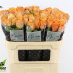 Tropical horizon 70cm