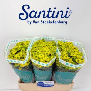 Chr San Maverick Yellow 55cm