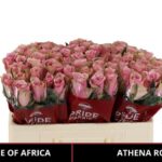 Athena Royale 50cm
