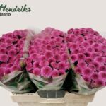 Chr San Dropshot 55cm