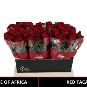 Red Tacazzi 60cm