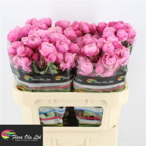 Silva Pink 60cm
