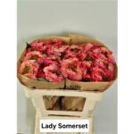 Lady Somerset 60cm
