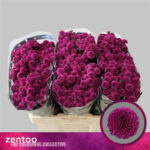 Chr San Aaa Purpetta 55cm