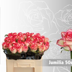 Jumilia 50cm