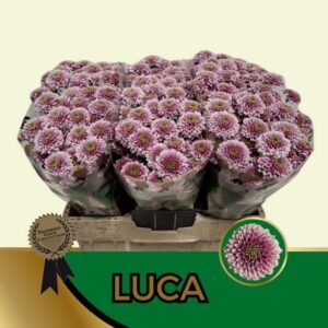 Chr San Luca 55cm