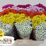 Chr San Mad Gem 5kl (misto5colori)