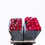 Bluez 60cm (Ecaudor)