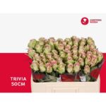 Trivia 60cm
