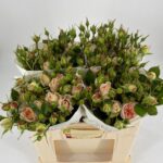 Matthias Claudius 60cm