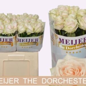 Dorchester 40cm