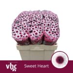 Chr San Sweet Heart 55cm