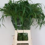 Panicum Fontaine 80cm