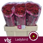 Chr San Ladybird 55cm