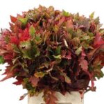 Querc Rubra bicolor 60cm