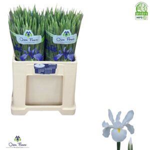 Iris White Magic 60cm