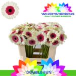 Ge Mi Double Fun 50cm