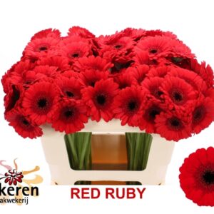 Ge Mi Red Ruby 50cm