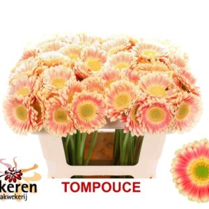 Ge Mi Tompouce 50cm