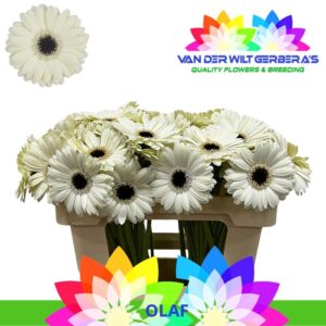 Ge Mi Olaf 50cm