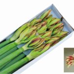 Amaryllis Ambiance (12) 85cm