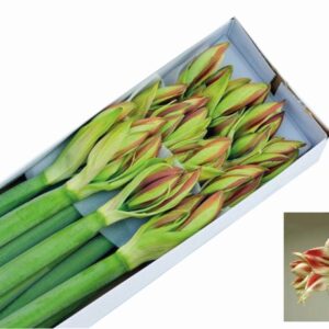 Amaryllis Ambiance (12) 85cm
